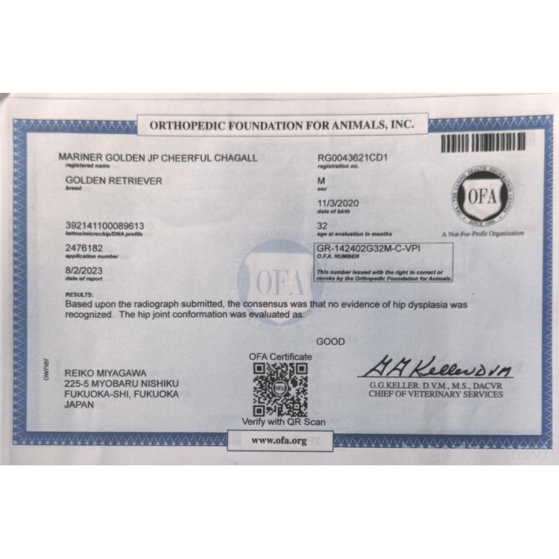 シャガールくん1枚目