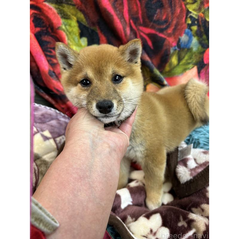 販売中の熊本県の豆柴-433164の1枚目