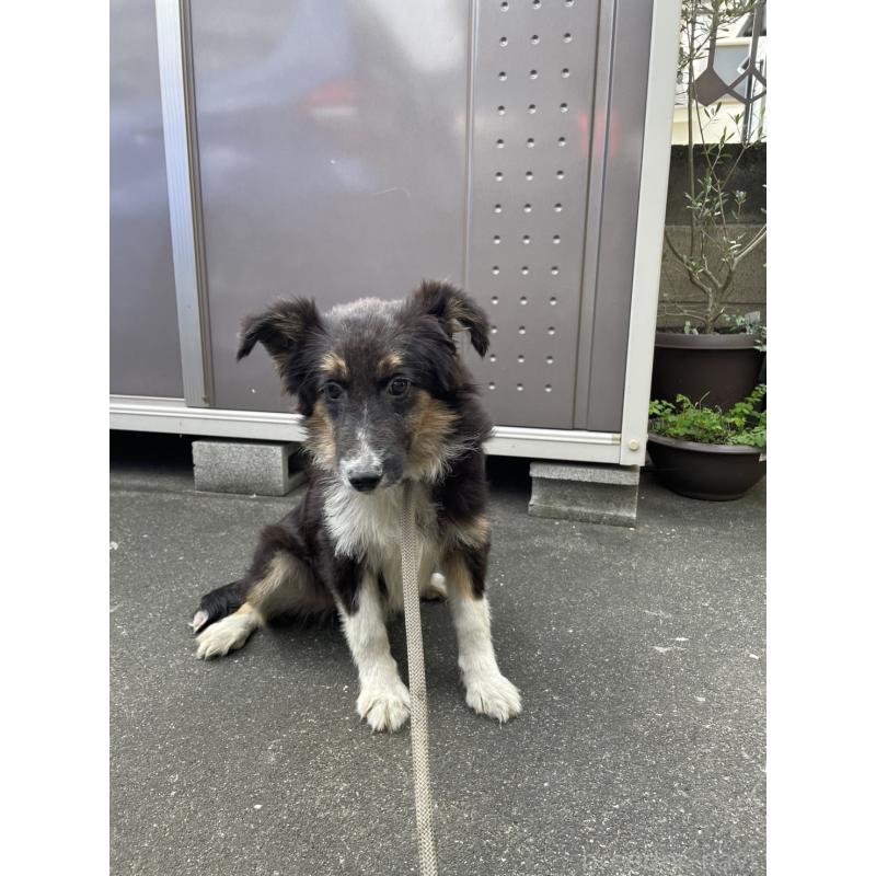 販売中の東京都のボーダーコリー-433165の4枚目