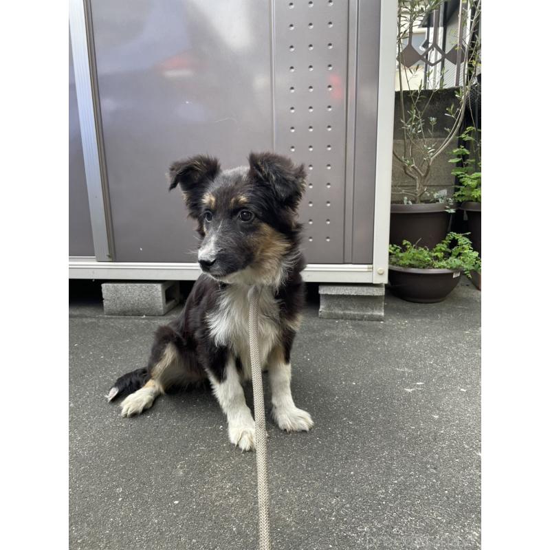 販売中の東京都のボーダーコリー-433165の3枚目