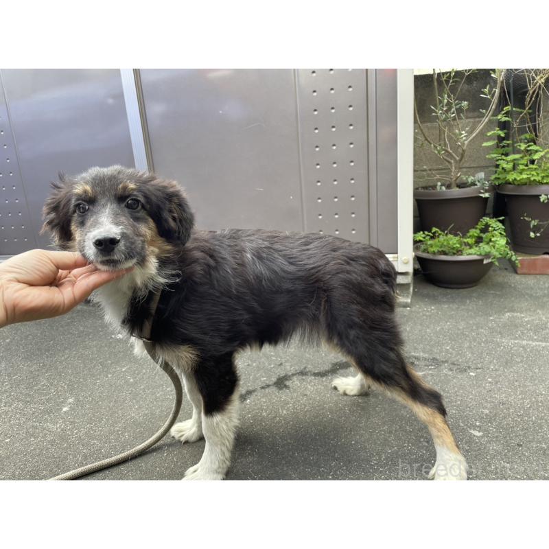販売中の東京都のボーダーコリー-433165の2枚目