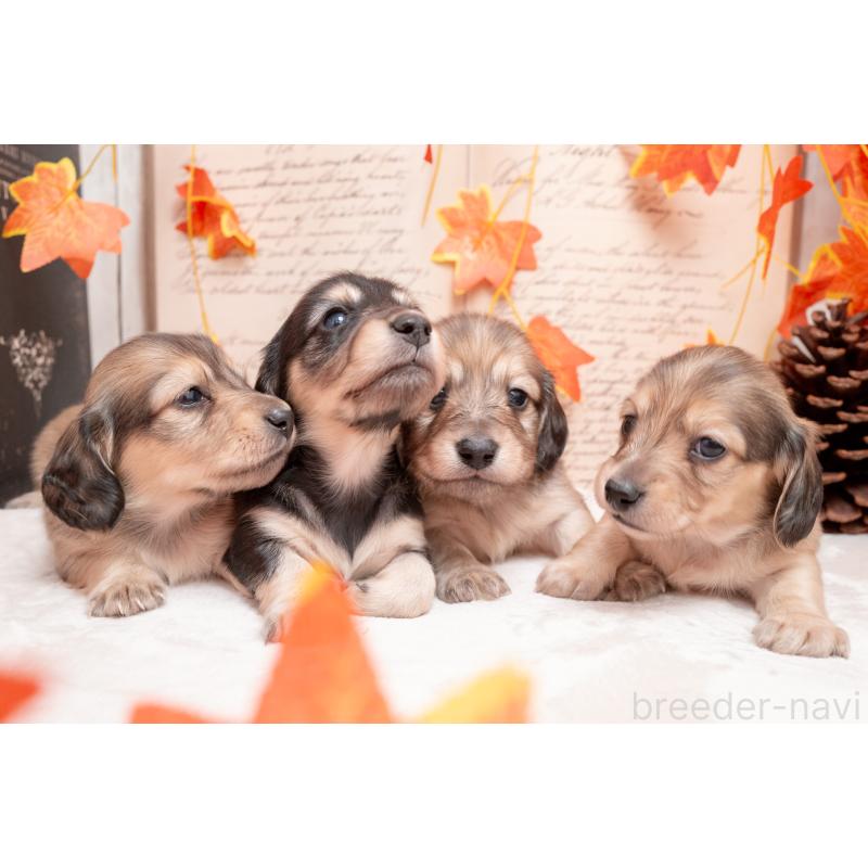 販売中の静岡県のカニンヘンダックスフンド(ロングヘアード)-424549の6枚目