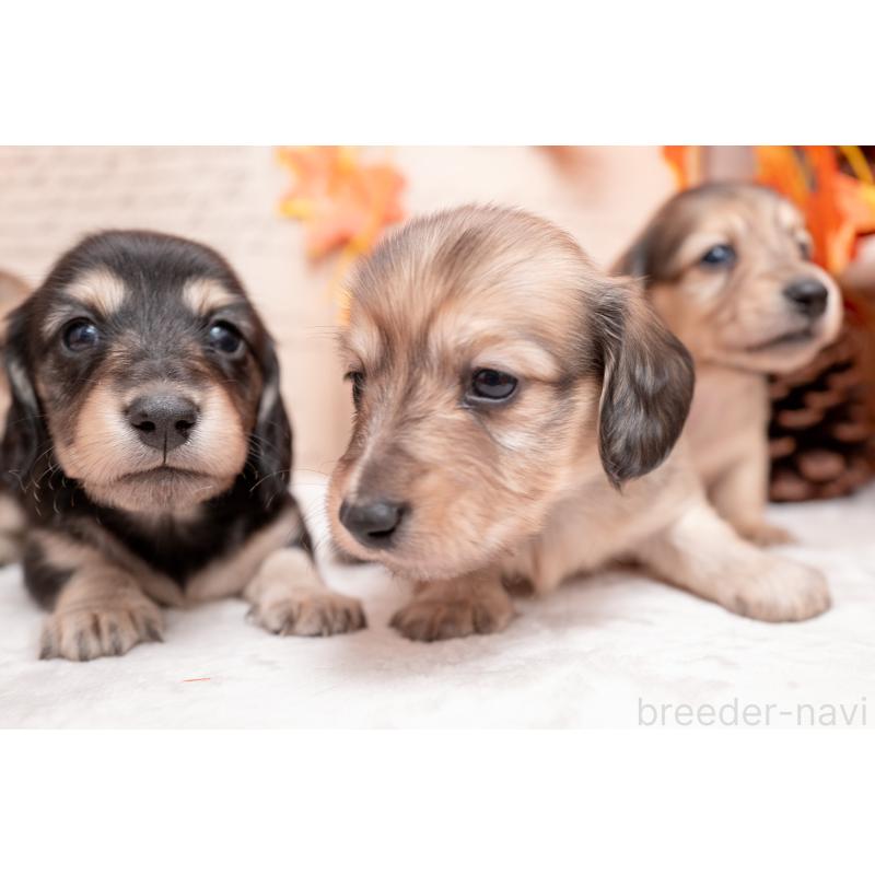 販売中の静岡県のカニンヘンダックスフンド(ロングヘアード)-424549の3枚目