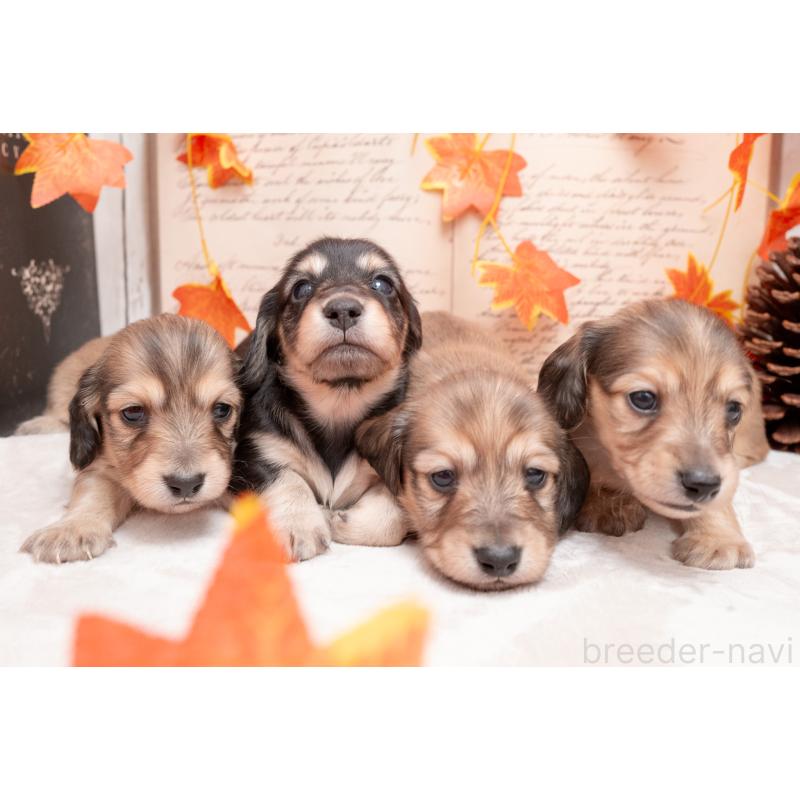 販売中の静岡県のカニンヘンダックスフンド(ロングヘアード)-424548の7枚目