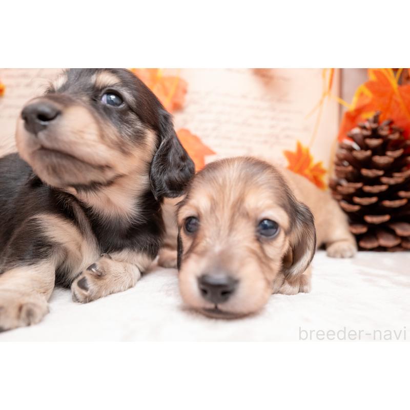 販売中の静岡県のカニンヘンダックスフンド(ロングヘアード)-424548の5枚目