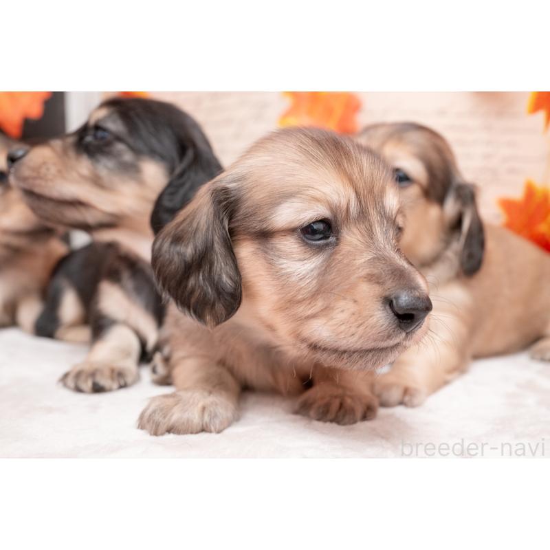 販売中の静岡県のカニンヘンダックスフンド(ロングヘアード)-424548の4枚目