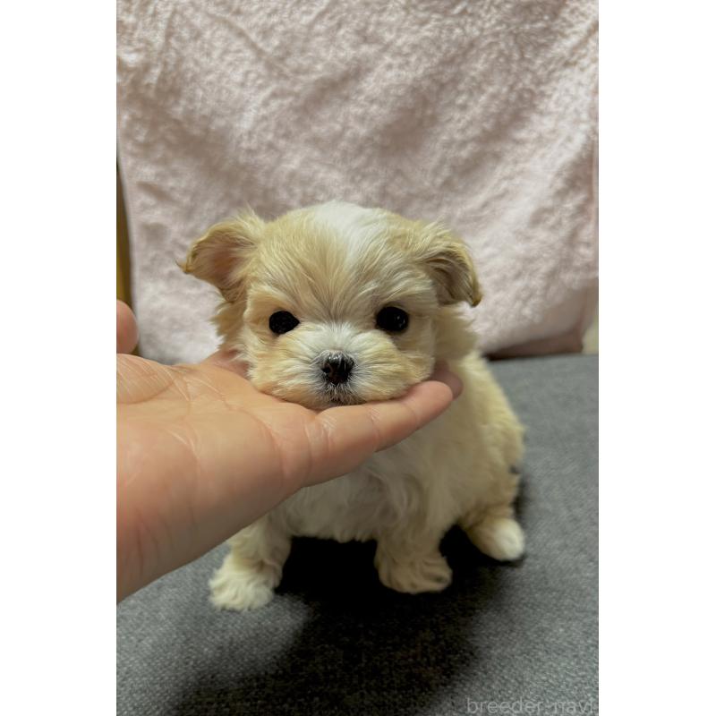 成約済の山形県のミックス犬-428892の4枚目