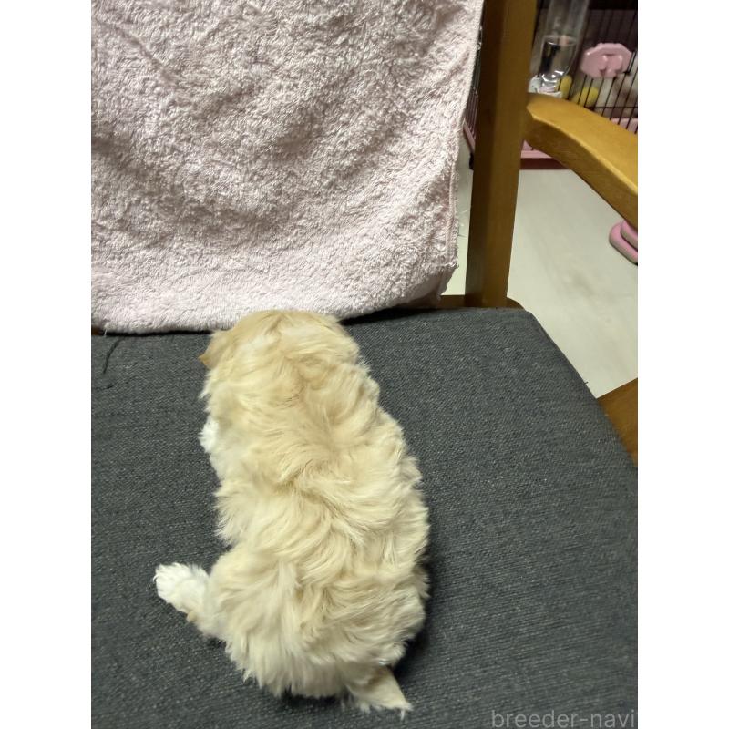 成約済の山形県のミックス犬-428892の3枚目