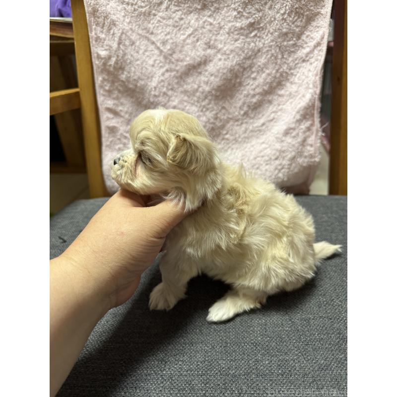 成約済の山形県のミックス犬-428892の2枚目