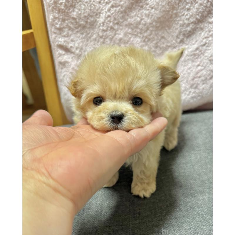 成約済の山形県のミックス犬-428891の6枚目