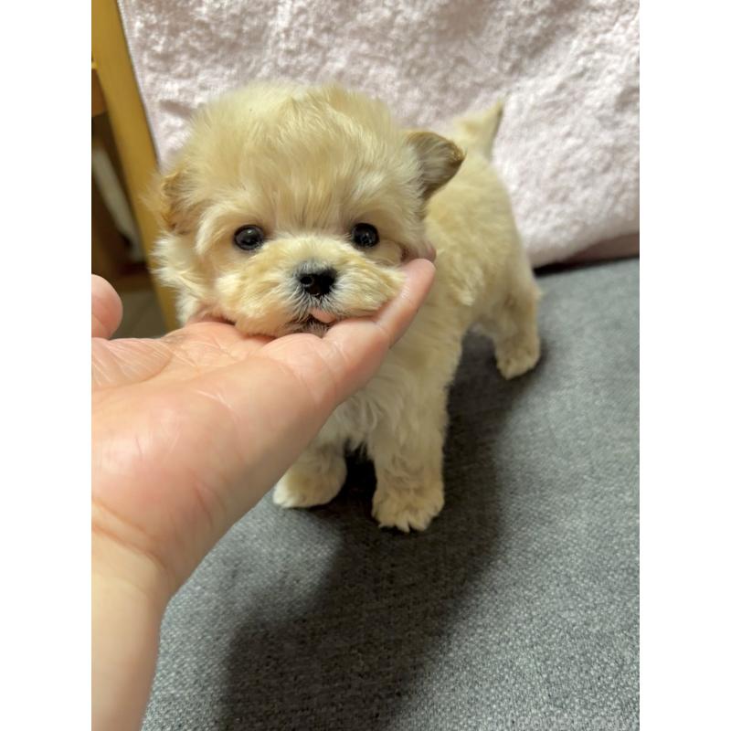 成約済の山形県のミックス犬-428891の5枚目