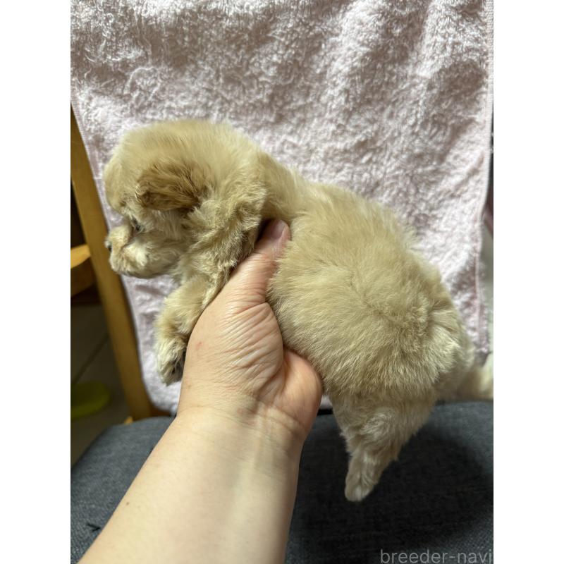 成約済の山形県のミックス犬-428891の4枚目