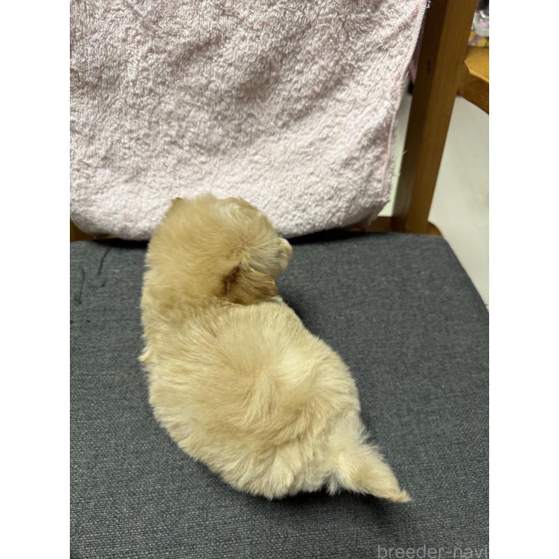 成約済の山形県のミックス犬-428891の3枚目