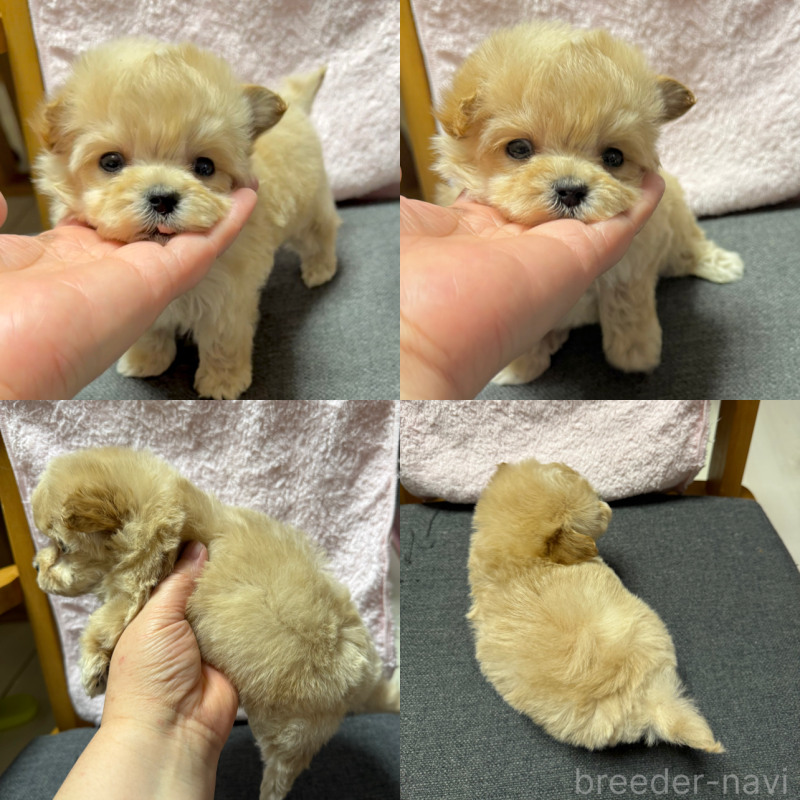 成約済の山形県のミックス犬-428891の2枚目