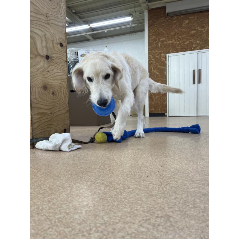 成約済の大阪府のゴールデンドゥードル:ゴールデンレトリーバー×プードル-416654の4枚目