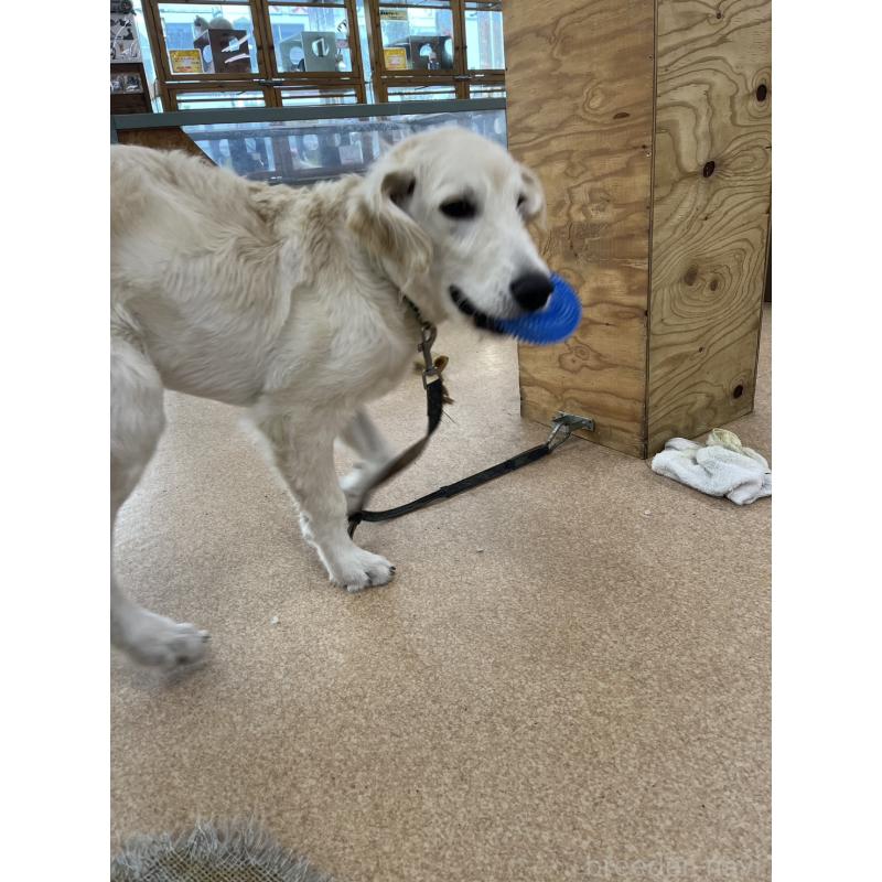 成約済の大阪府のゴールデンドゥードル:ゴールデンレトリーバー×プードル-416654の3枚目