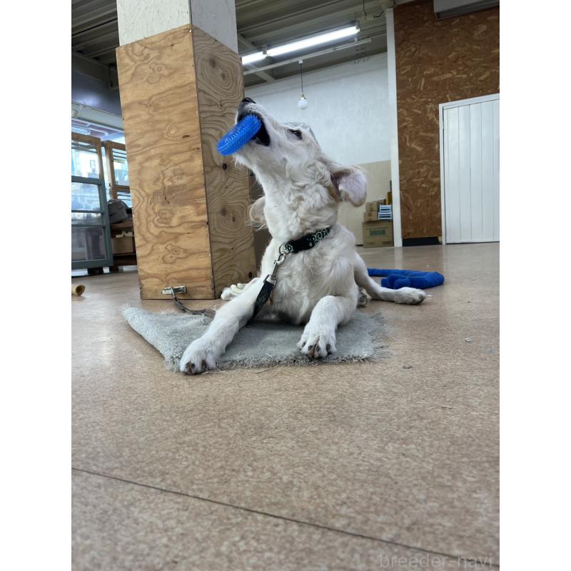 成約済の大阪府のゴールデンドゥードル:ゴールデンレトリーバー×プードル-416654の2枚目