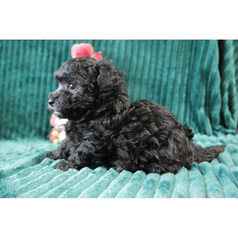 販売中の愛媛県のタイニープードル-430152の5枚目