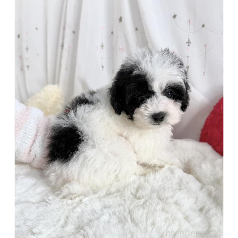 販売中の大阪府のティーカッププードル-433170の9枚目