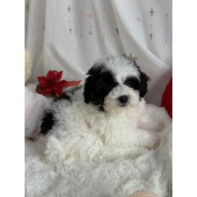 販売中の大阪府のティーカッププードル-433170の8枚目