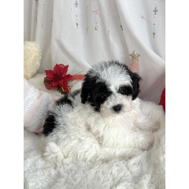 販売中の大阪府のティーカッププードル-433170の7枚目