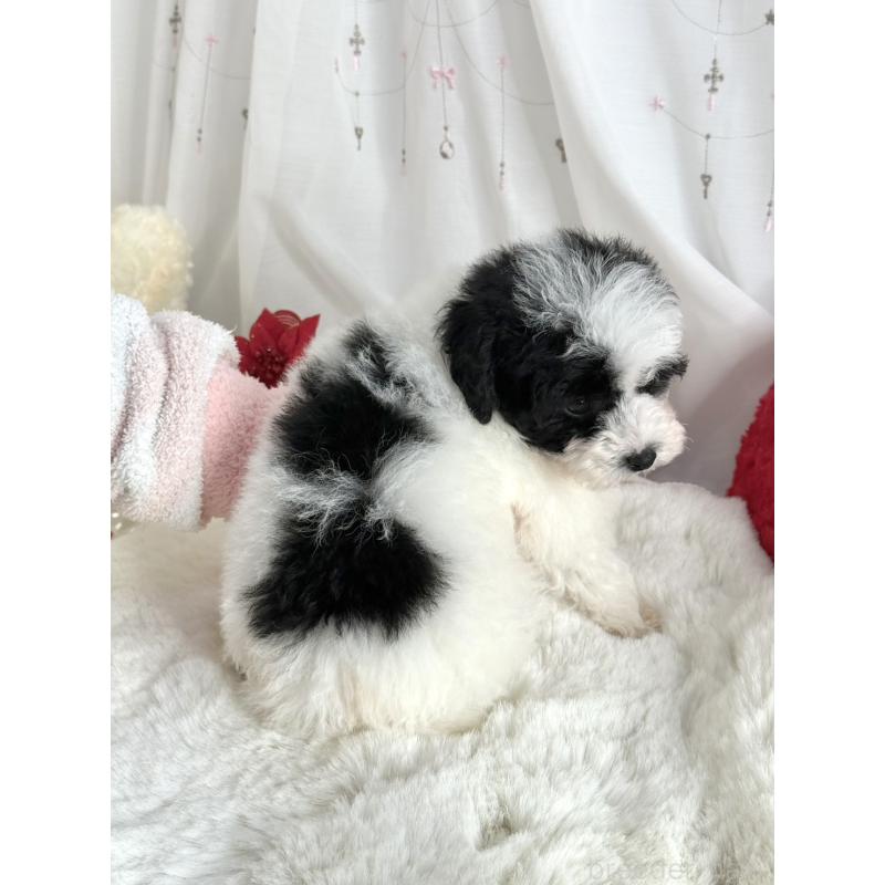 販売中の大阪府のティーカッププードル-433170の6枚目