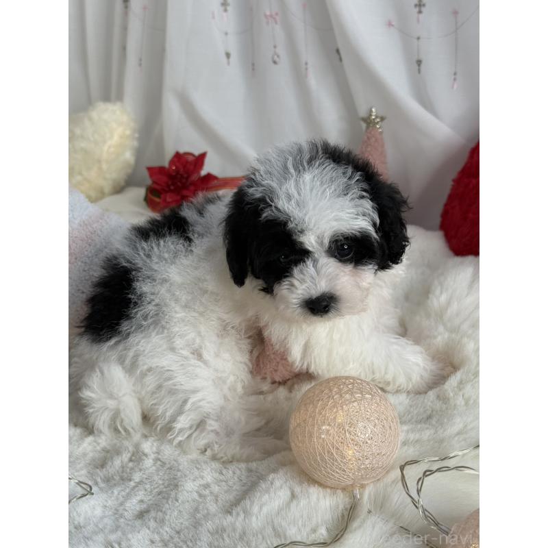 販売中の大阪府のティーカッププードル-433170の5枚目