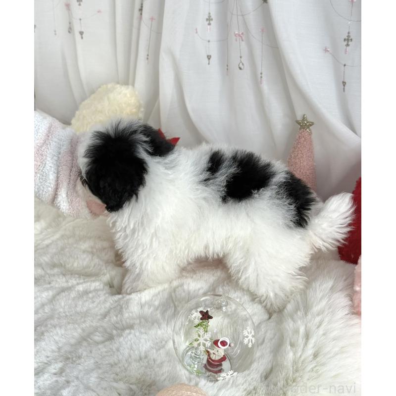 販売中の大阪府のティーカッププードル-433170の4枚目