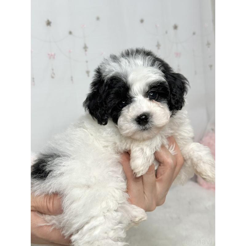 販売中の大阪府のティーカッププードル-433170の3枚目