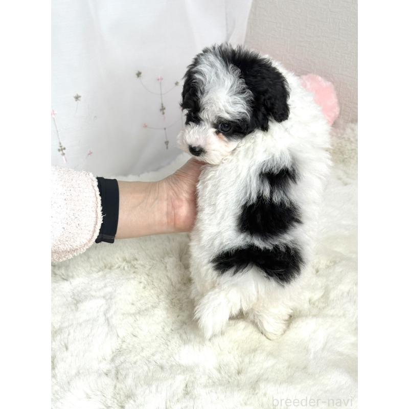 販売中の大阪府のティーカッププードル-433170の2枚目