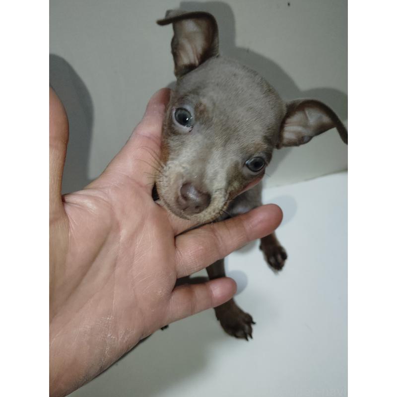 販売中の大阪府のミニチュアピンシャー(ミニピン)-428769の19枚目