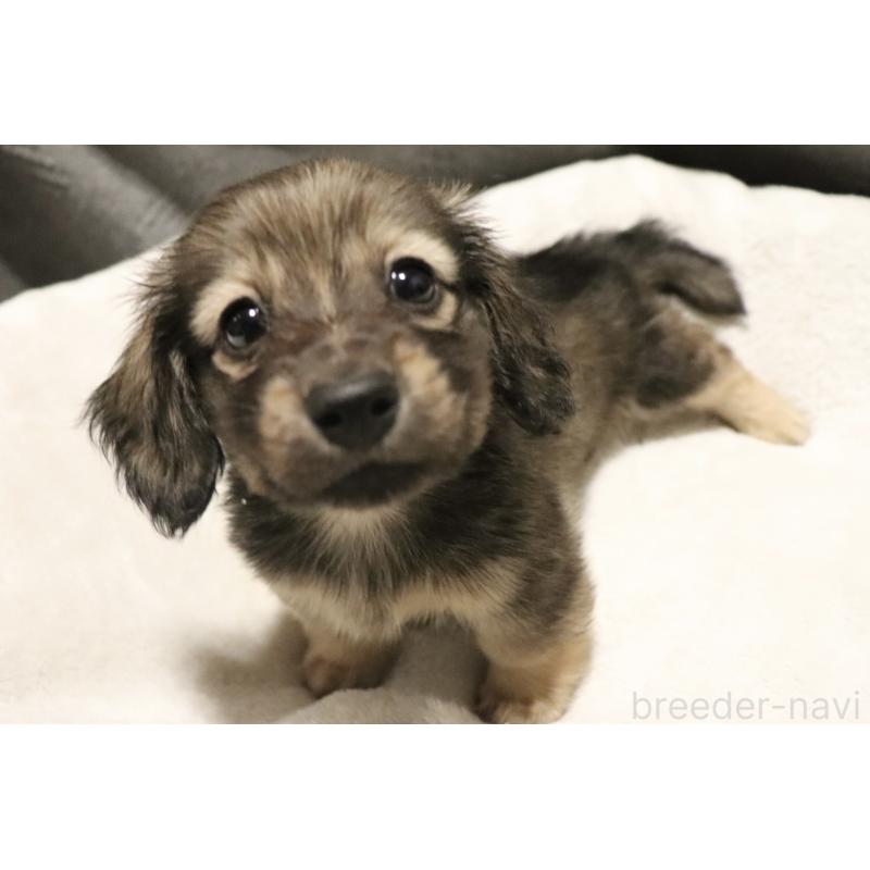 販売中の広島県のミニチュアダックスフンド(ロングヘアード)-433393の3枚目