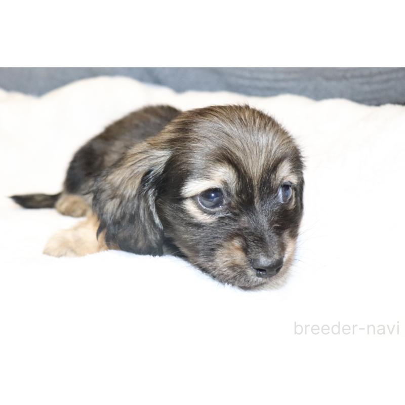 販売中の広島県のミニチュアダックスフンド(ロングヘアード)-433394の4枚目