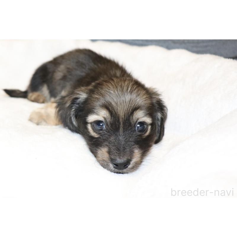 販売中の広島県のミニチュアダックスフンド(ロングヘアード)-433394の3枚目