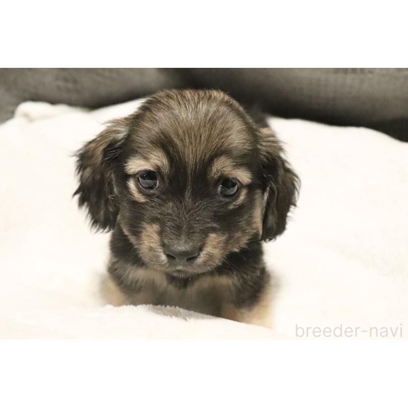 販売中の広島県のミニチュアダックスフンド(ロングヘアード)-433394の1枚目