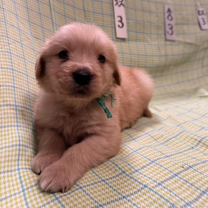 販売中の福岡県のゴールデンレトリーバー-433395の1枚目