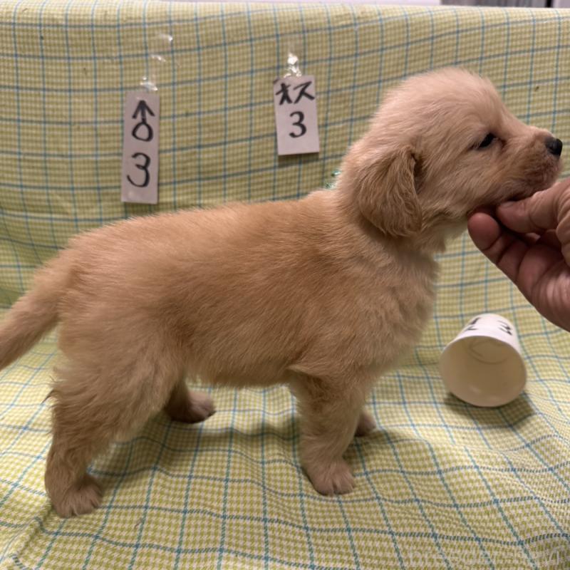 販売中の福岡県のゴールデンレトリーバー-433395の6枚目