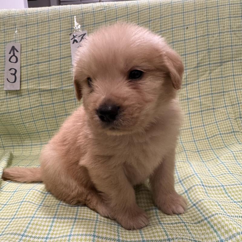 販売中の福岡県のゴールデンレトリーバー-433395の5枚目