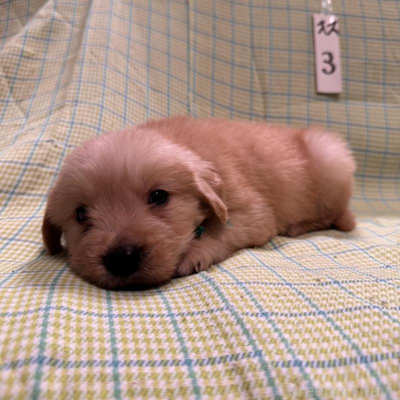 販売中の福岡県のゴールデンレトリーバー-433395の4枚目