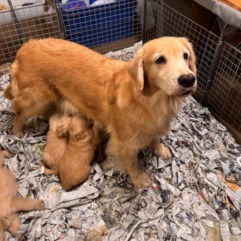 販売中の福岡県のゴールデンレトリーバー-433395の3枚目