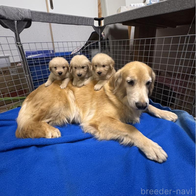 販売中の福岡県のゴールデンレトリーバー-433395の2枚目