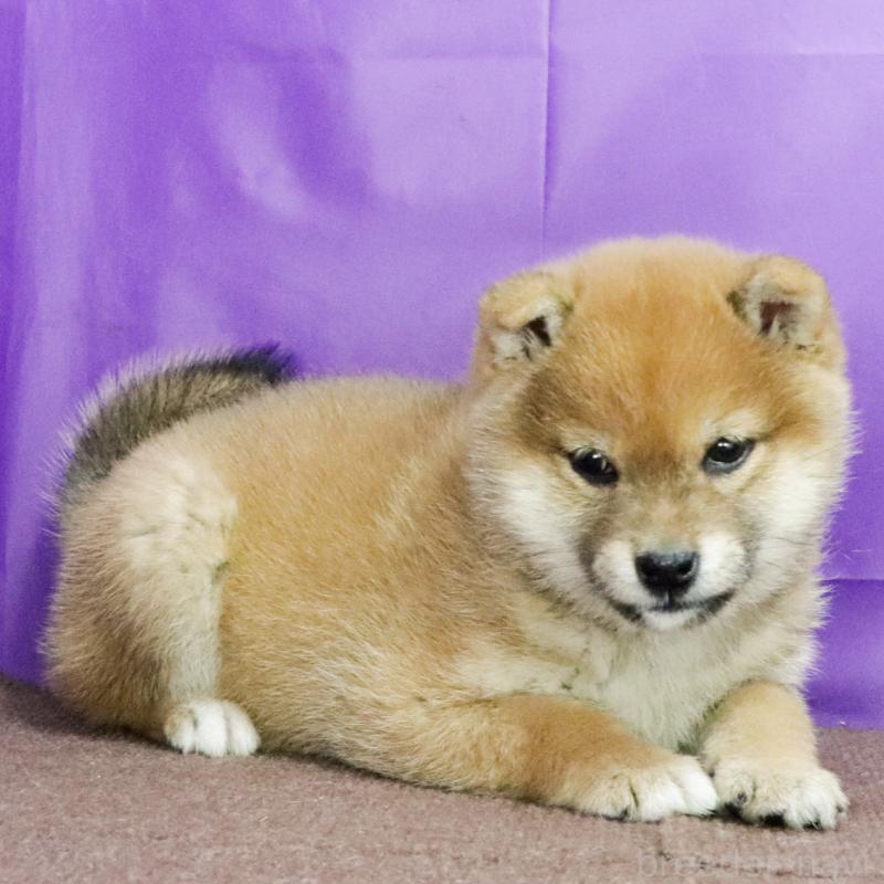 販売中の愛知県の豆柴-433396の3枚目