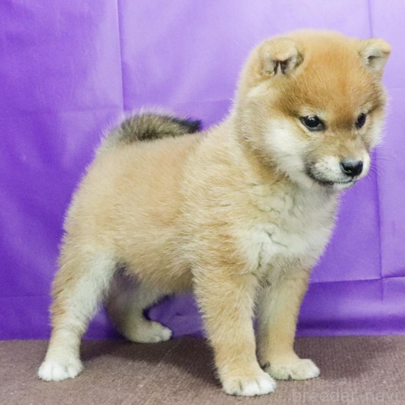 販売中の愛知県の豆柴-433396の2枚目