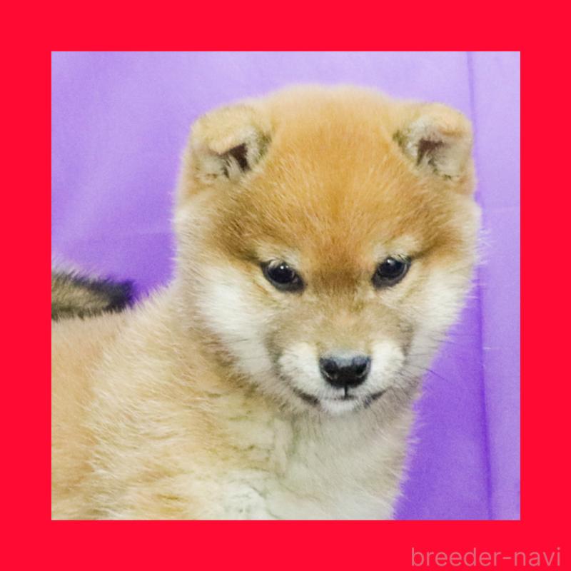 販売中の愛知県の豆柴-433396の1枚目