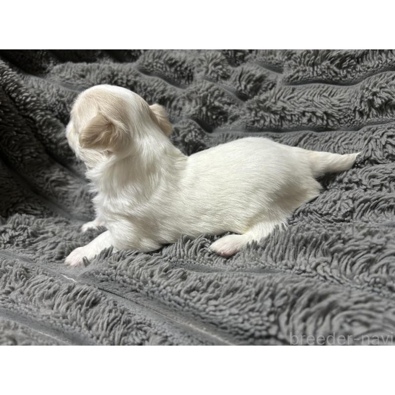 販売中の愛知県のチワワ(ロングコート)-433397の4枚目