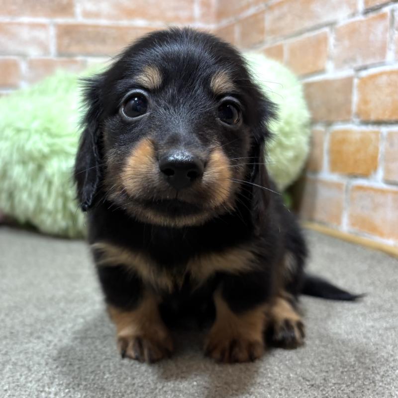 販売中の奈良県のカニンヘンダックスフンド(ロングヘアード)-433398の1枚目