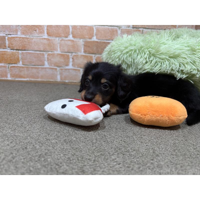 販売中の奈良県のカニンヘンダックスフンド(ロングヘアード)-433398の13枚目