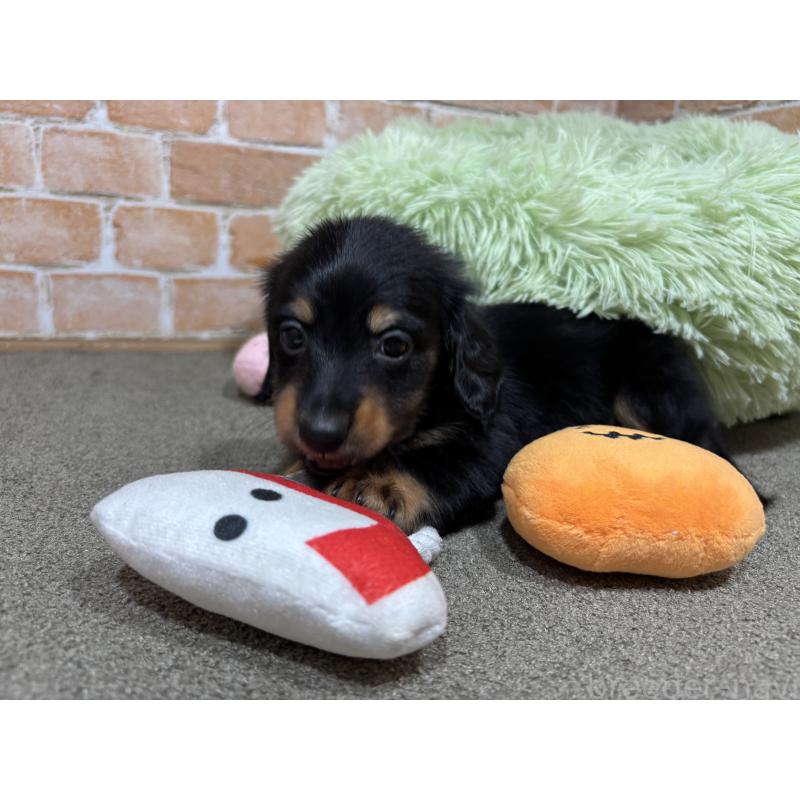 販売中の奈良県のカニンヘンダックスフンド(ロングヘアード)-433398の12枚目