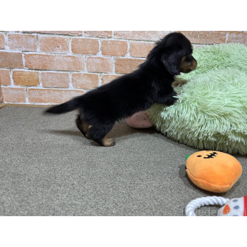 販売中の奈良県のカニンヘンダックスフンド(ロングヘアード)-433398の11枚目