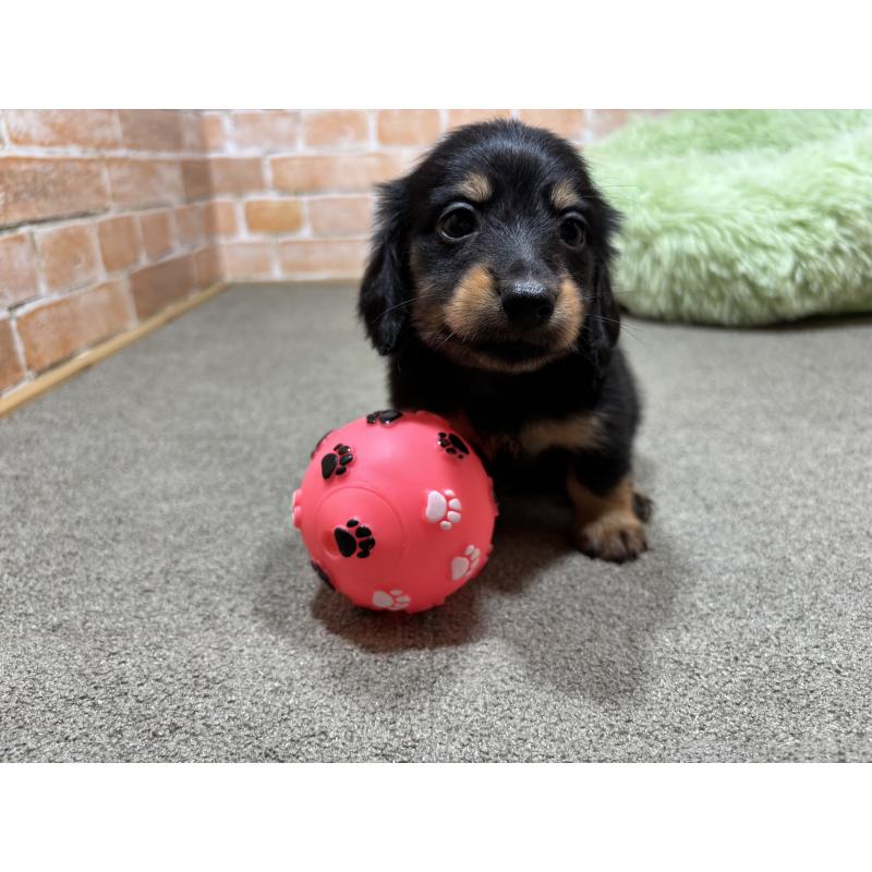 販売中の奈良県のカニンヘンダックスフンド(ロングヘアード)-433398の10枚目